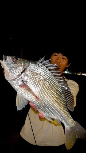 キビレの釣果