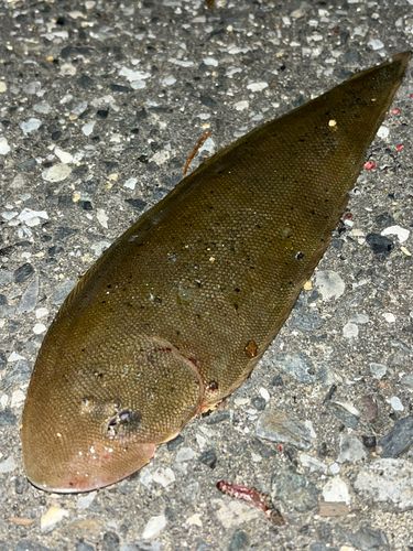 シタビラメの釣果