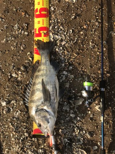チヌの釣果