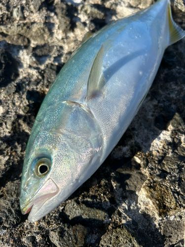 ワカシの釣果