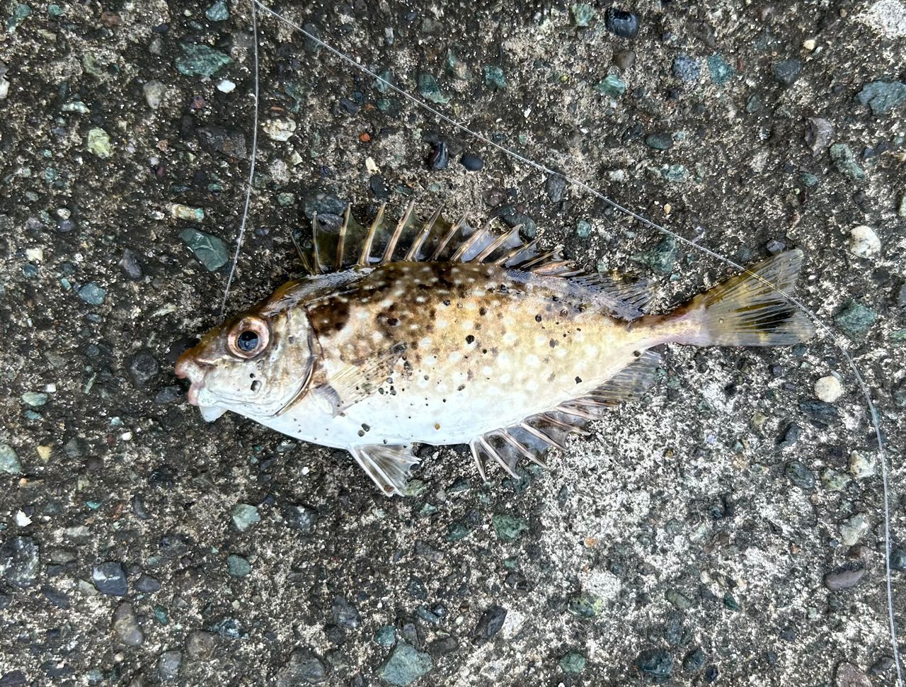 イシダイ