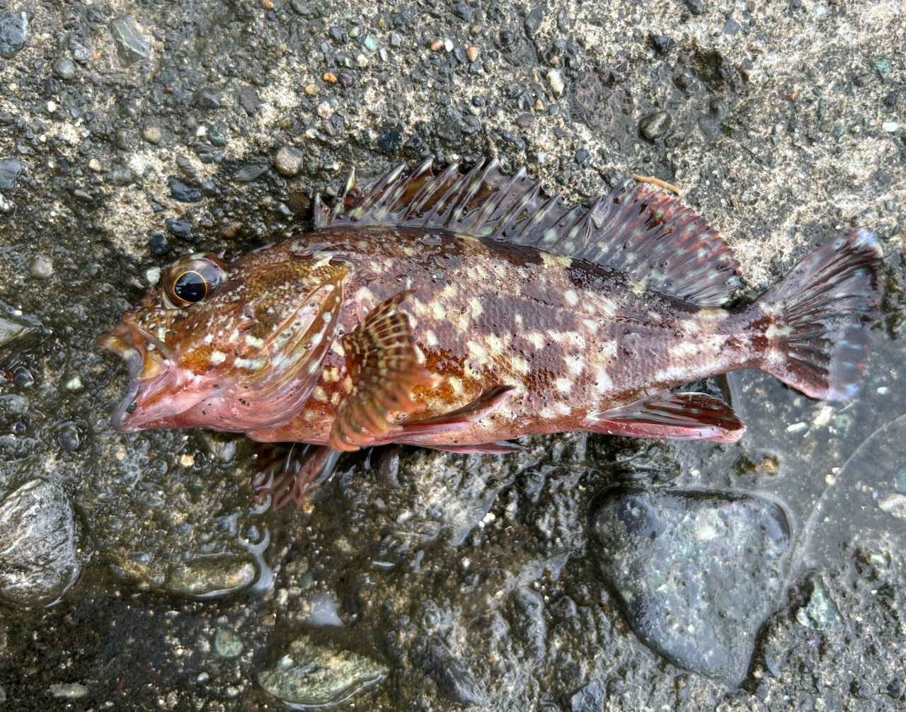 イシダイ