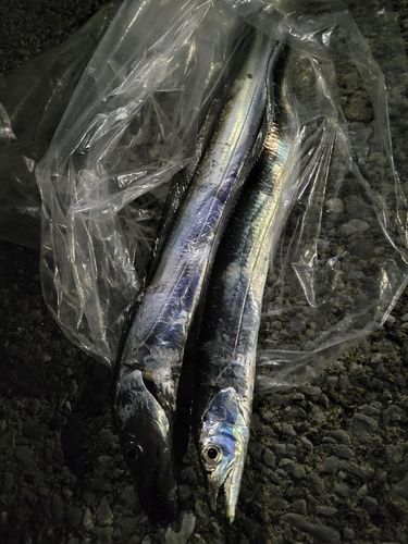 タチウオの釣果