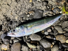 サバの釣果