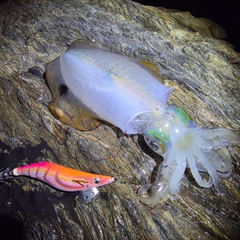 アオリイカの釣果