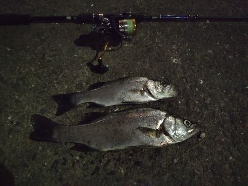 セイゴ（ヒラスズキ）の釣果