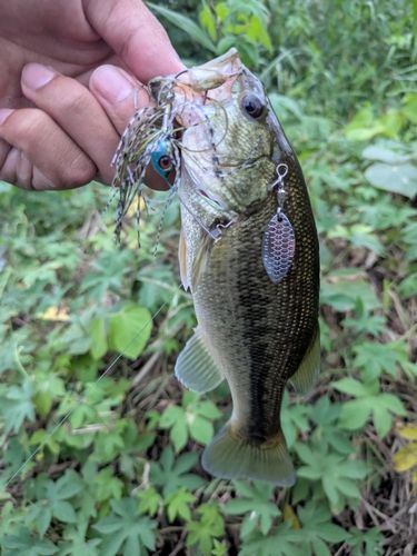 ブラックバスの釣果