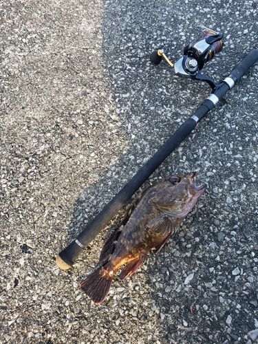 カサゴの釣果