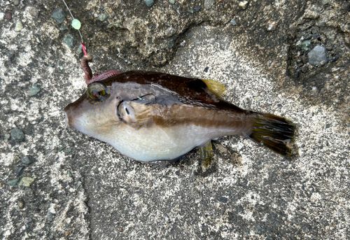 キタマクラの釣果