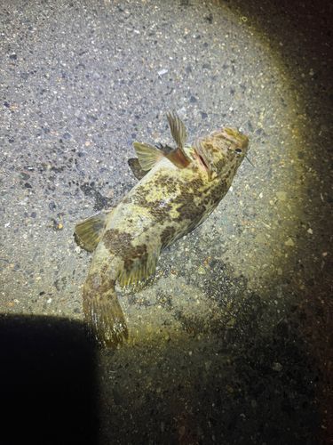タケノコメバルの釣果