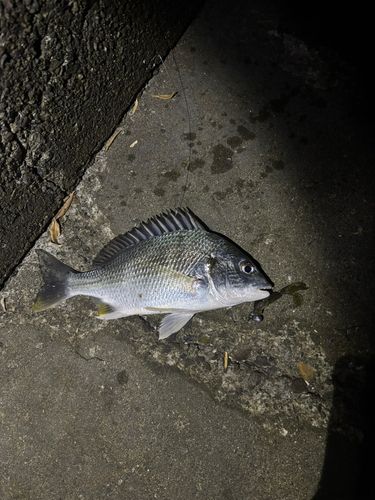 キビレの釣果