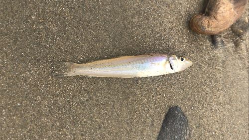 シロギスの釣果
