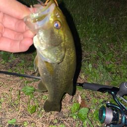 ラージマウスバス