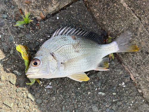 キビレの釣果