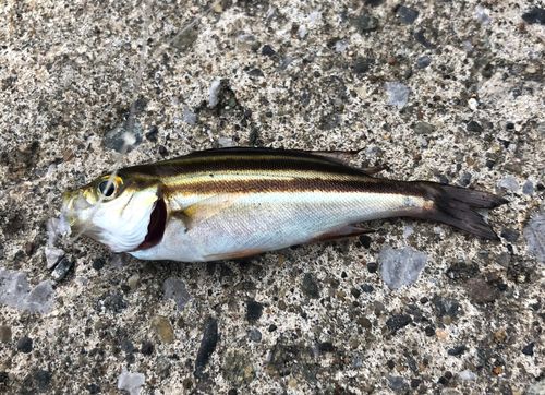 イサキの釣果