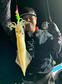 ケンサキイカの釣果