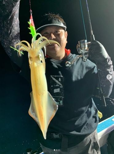 ケンサキイカの釣果