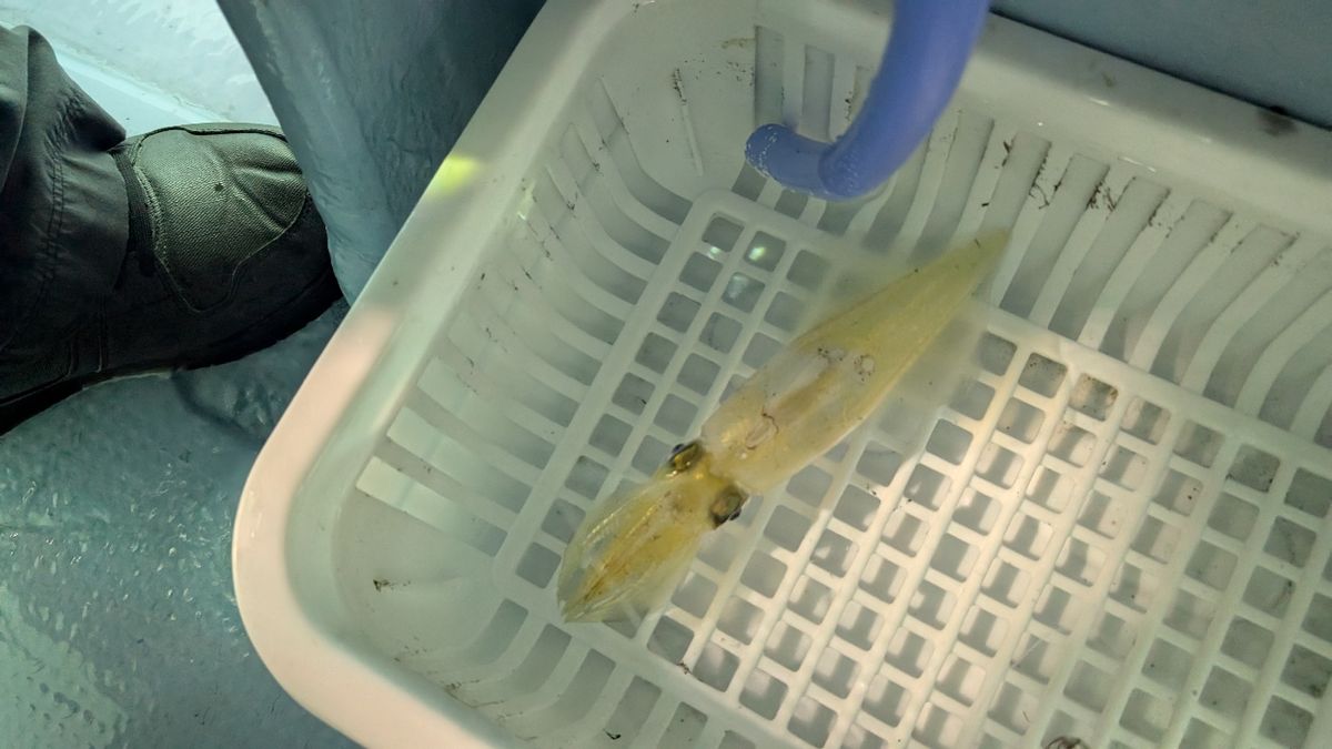 KEN0901さんの釣果 2枚目の画像