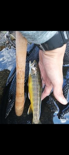 オショロコマの釣果