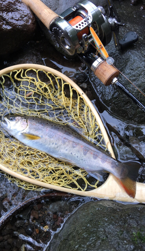 アマゴの釣果