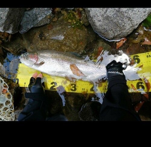 ニジマスの釣果