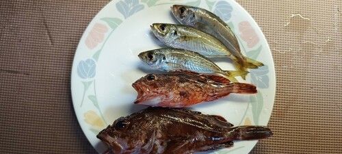 ガシラの釣果
