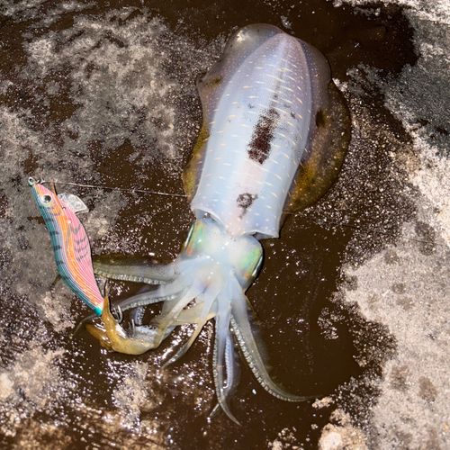 アオリイカの釣果
