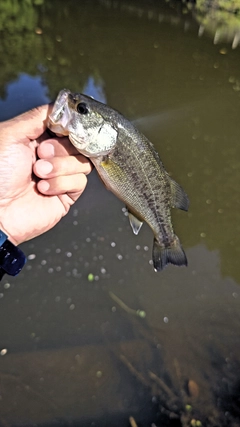 ラージマウスバスの釣果