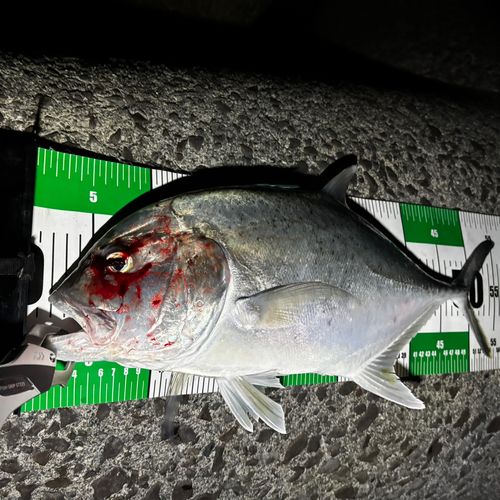 ロウニンアジの釣果