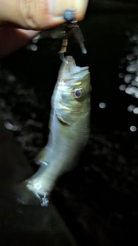 セイゴ（マルスズキ）の釣果