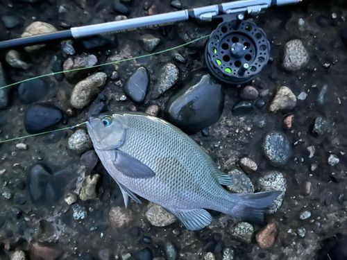 メジナの釣果