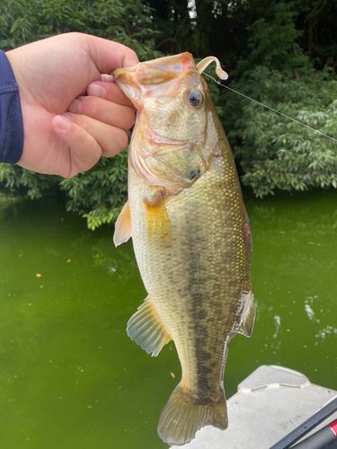 相模湖