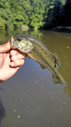 ラージマウスバスの釣果