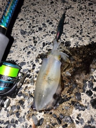 アオリイカの釣果