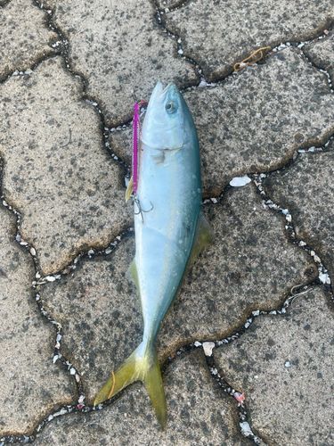 鞠山海遊パーク