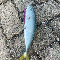 ツバス