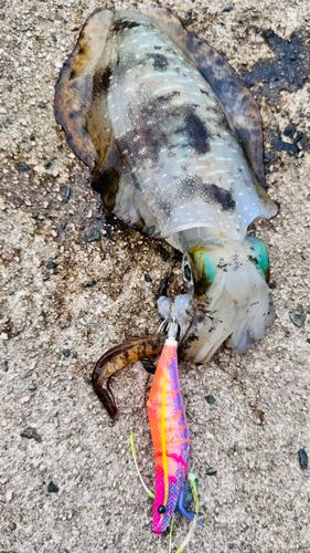 アオリイカの釣果