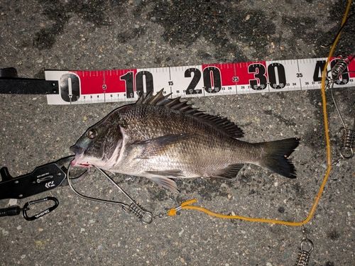 クロダイの釣果