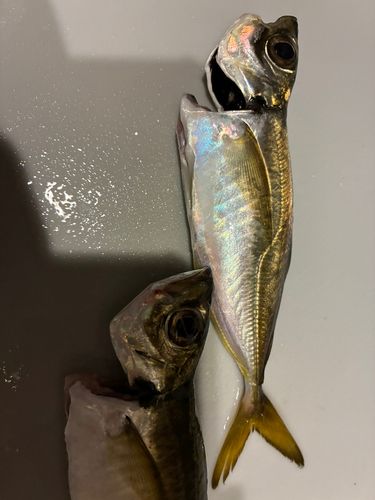 根岸湾