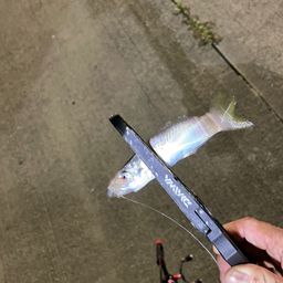 アジ