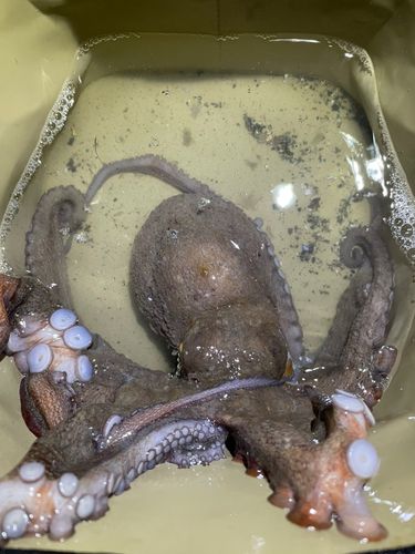 マダコの釣果