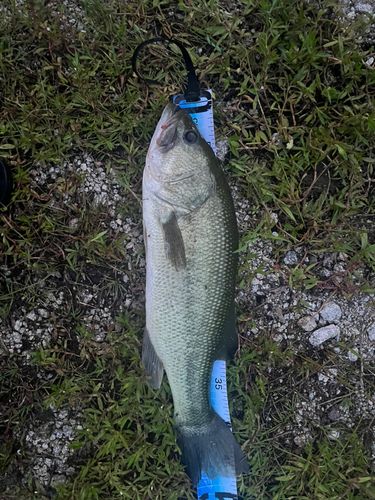 ブラックバスの釣果