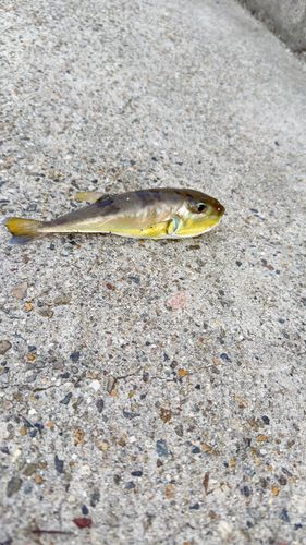 シロサバフグの釣果
