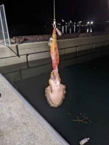 有明海