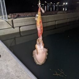 コウイカ