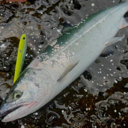 サクラマス