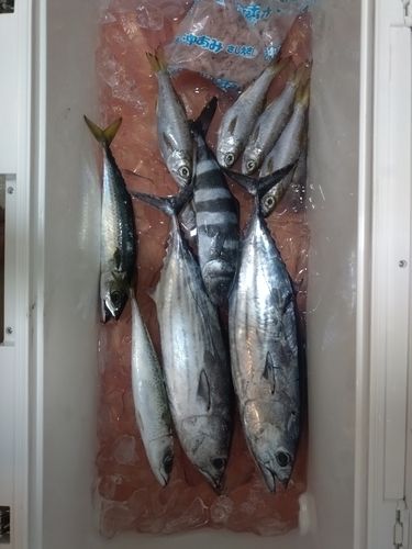 相模湾
