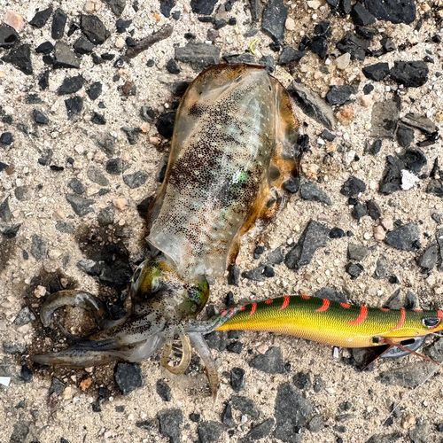 アオリイカの釣果