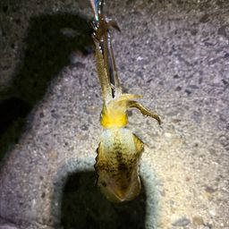 アオリイカ