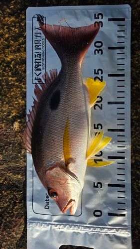 クロホシフエダイの釣果